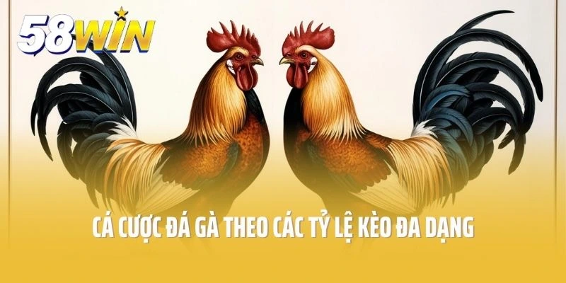 Cá cược đá gà theo các tỷ lệ kèo đa dạng