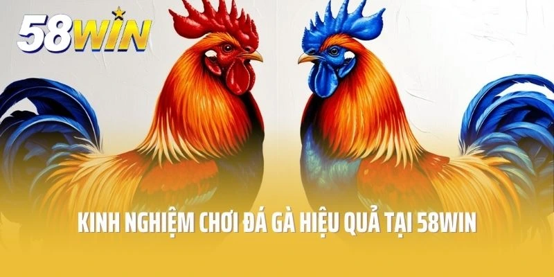 Kinh nghiệm chơi đá gà hiệu quả tại 58win